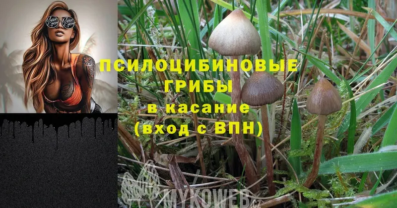 Галлюциногенные грибы Psilocybine cubensis Россошь