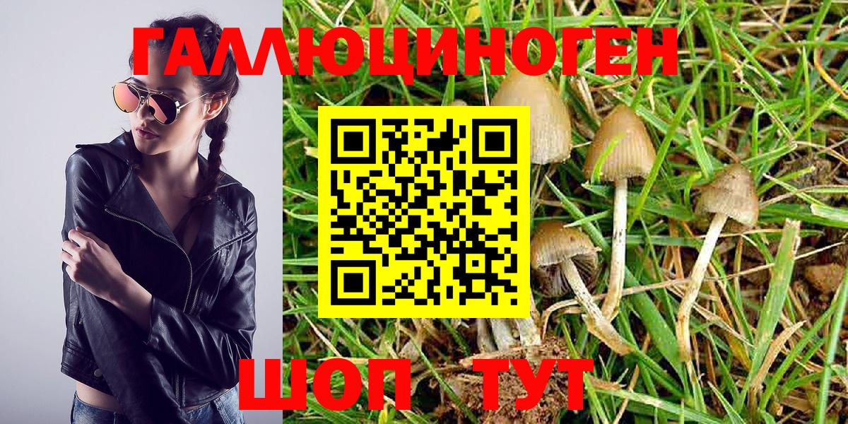Псилоцибиновые грибы Cubensis  Галлюциногенные грибы ЛСД  Россошь 